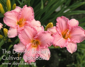 Daylily Royal Beauty Bright